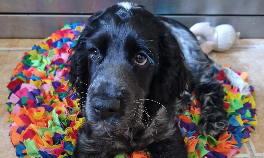 Blue roan spaniel laying on colour rainbow snuffle mat