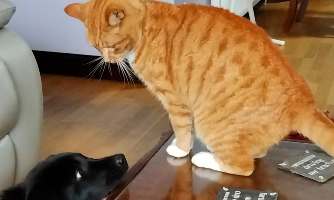 Black Labrador looking up at ginger cat sat on coffee table