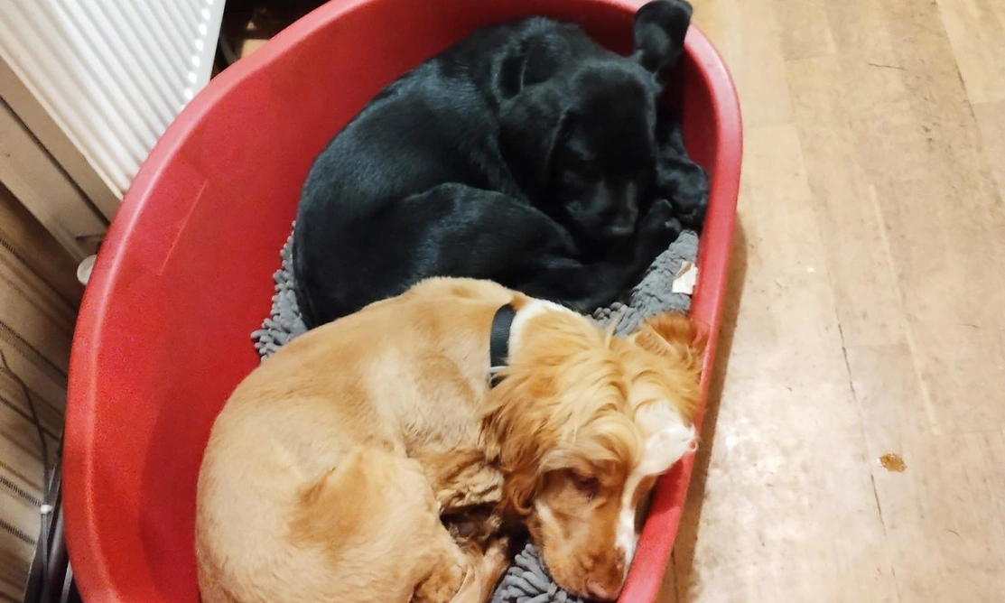 Black Labrador sleeping in dog bed with golden spaniel
