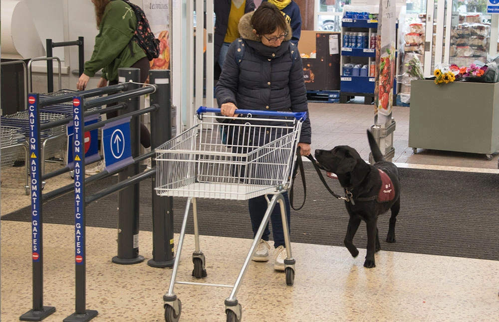 Black Labrador entering supermarket alongside lady pushing trolley