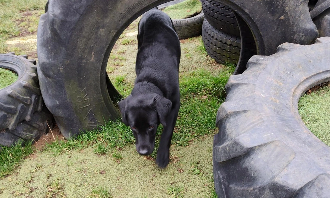 Black Labrador walking through rubber tyre