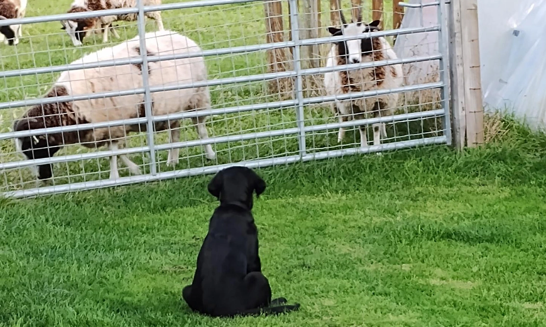 Black Labrador puppy sitting on grass in front of gate with sheep and goats behind