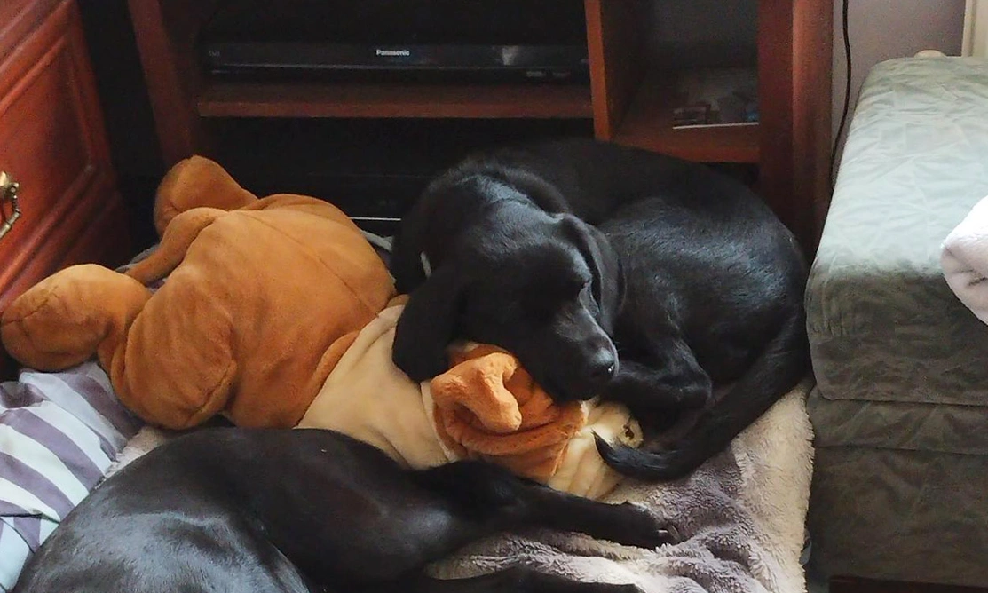 Black Labrador sleeping on large cuddly toy