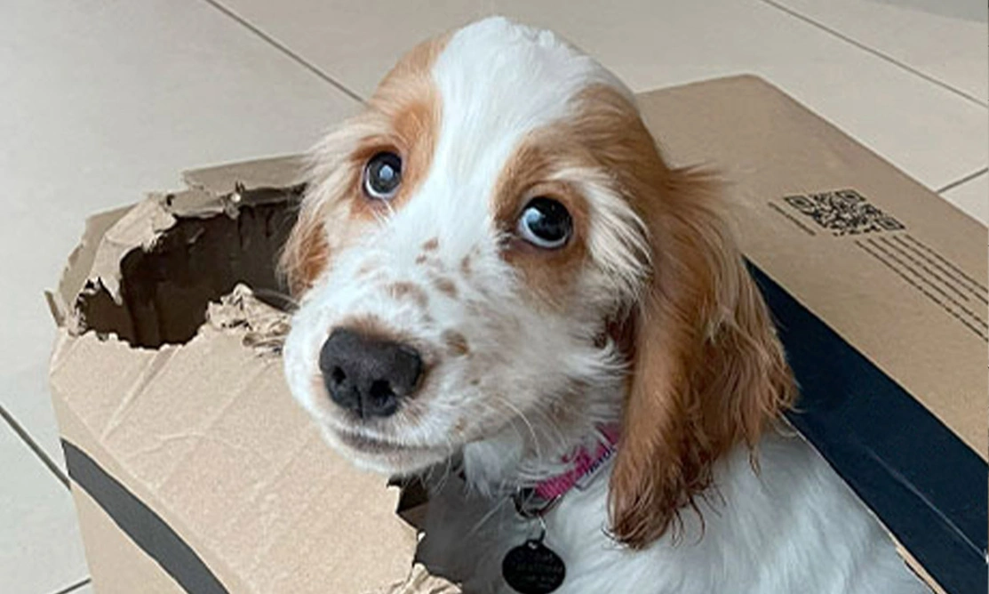 Orange roan spaniel sitting in cardboard box
