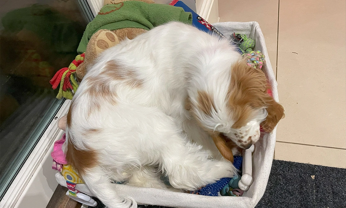 Orange roan spaniel in toy box