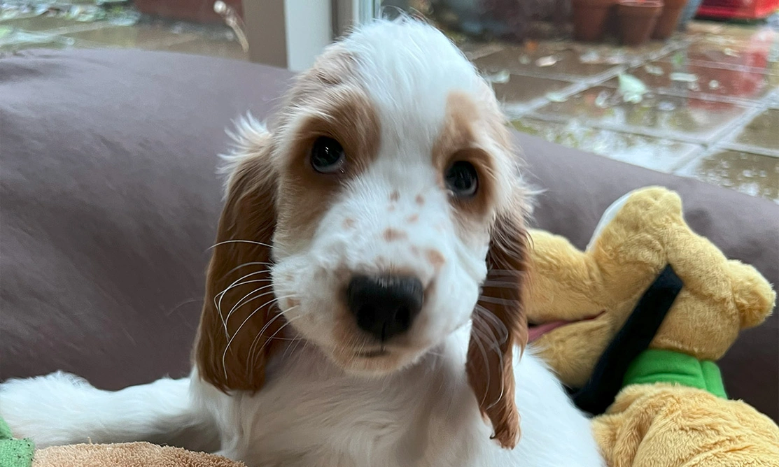 Orange roan spaniel puppy sitting in bed surrounded by soft toys