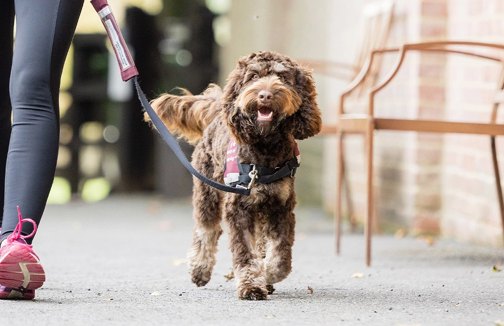 A happy looking cockapoo walking on a lead next to a person's legs on a path outside