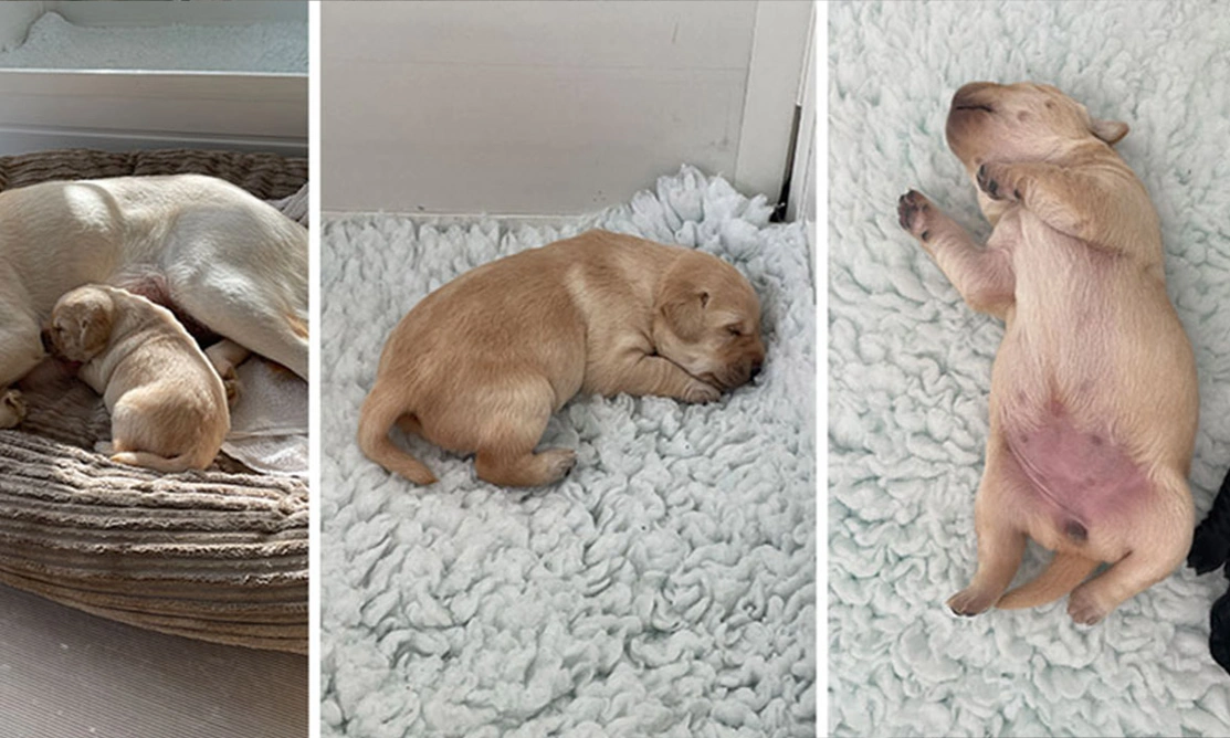 Newborn yellow Labrador puppy sleeping on fluffy blanket