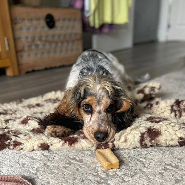 Noah with his chew