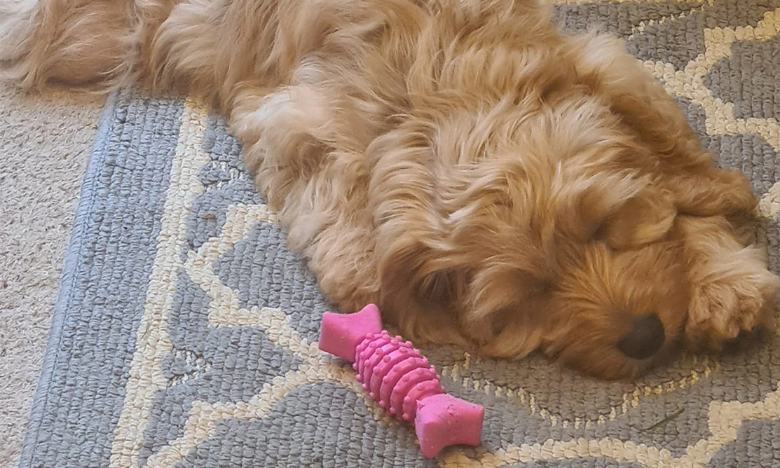 Golden fluffy Cockapoo sleeping next to teething toy