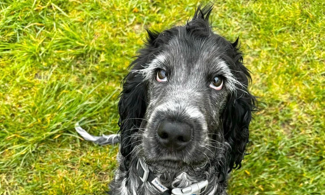 Blue roan spaniel sitting on grass