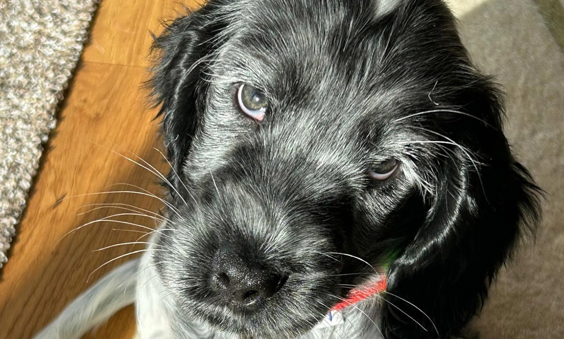 Blue roan spaniel puppy pulling puppy dog eyes face
