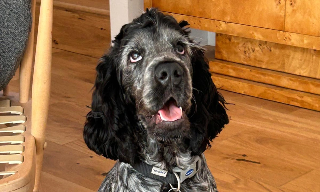 Blue roan spaniel sitting on wooden floor looking up
