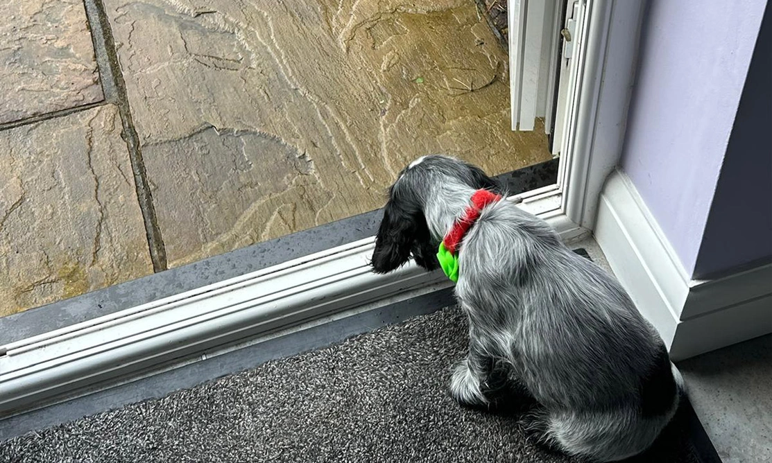 Blue roan spaniel sitting by door watching the rain
