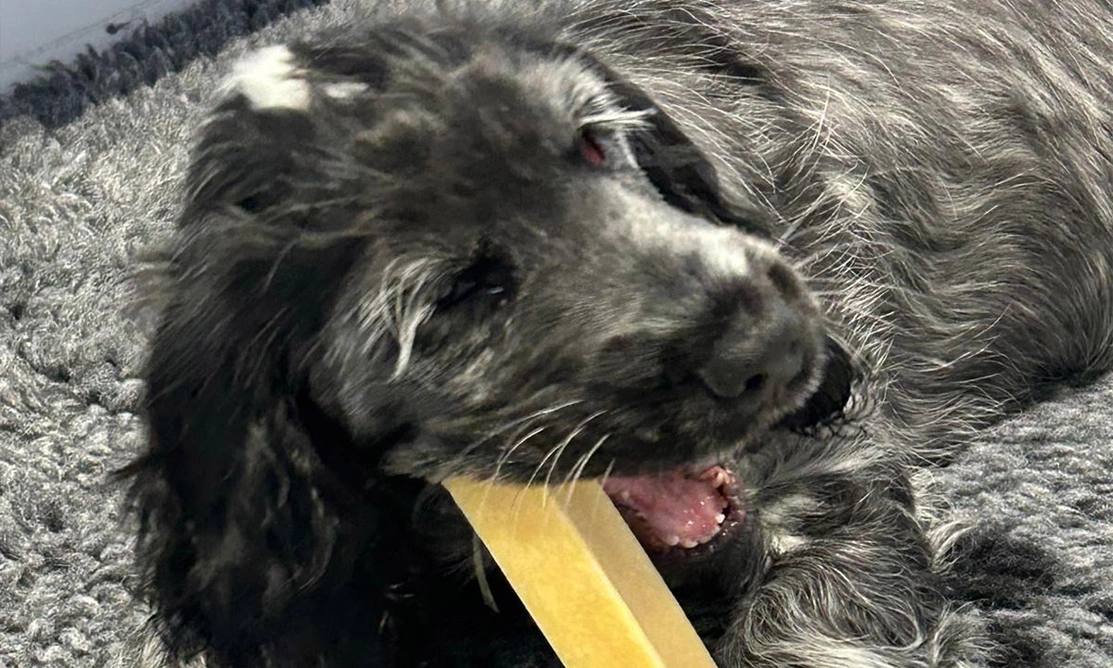 Blue roan spaniel with chew treat