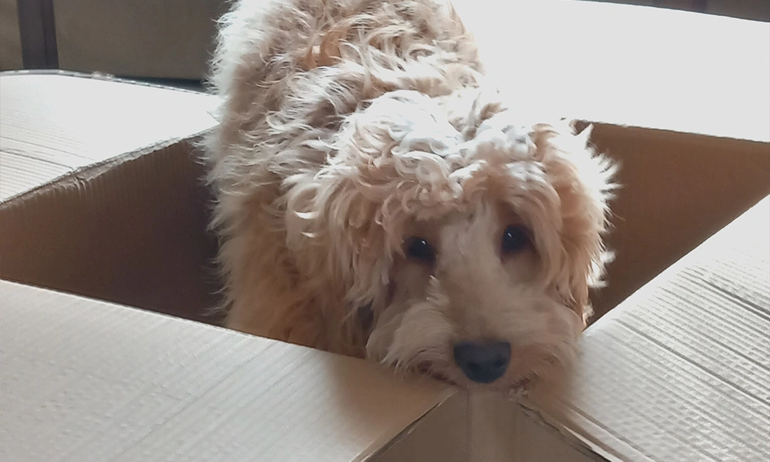 golden cockapoo puppy in cardboard box