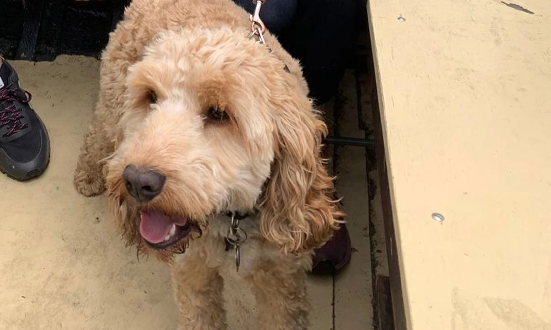 Golden Cockapoo on ferry
