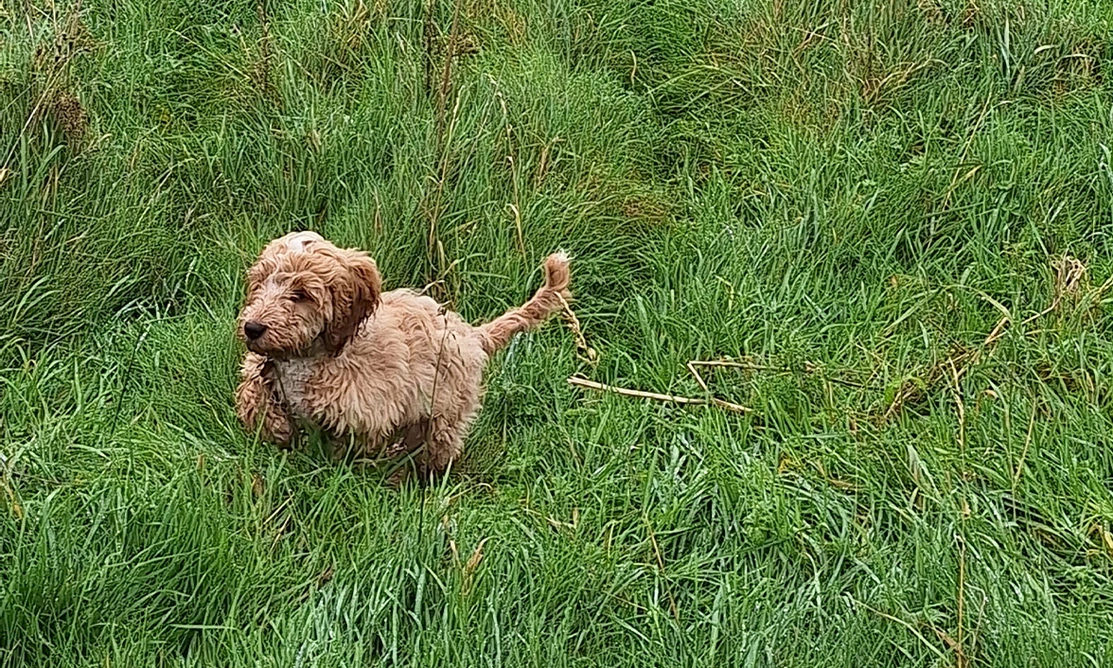 Golden Cockapoo running on grass