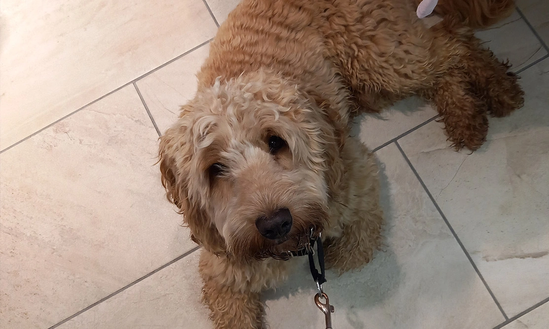 golden cockapoo settling on shop floor