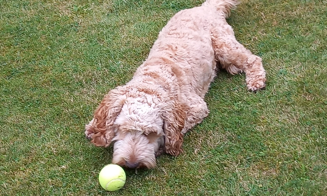 Golden Cockapoo sniffing tennis ball