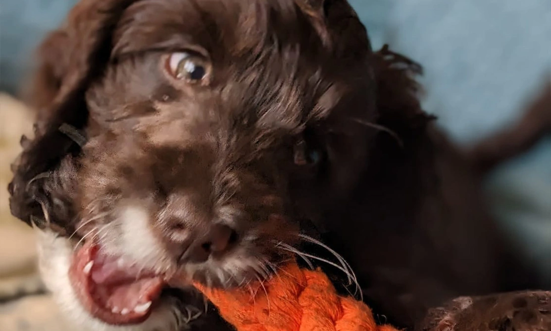 Brown Cockapoo biting orange toy