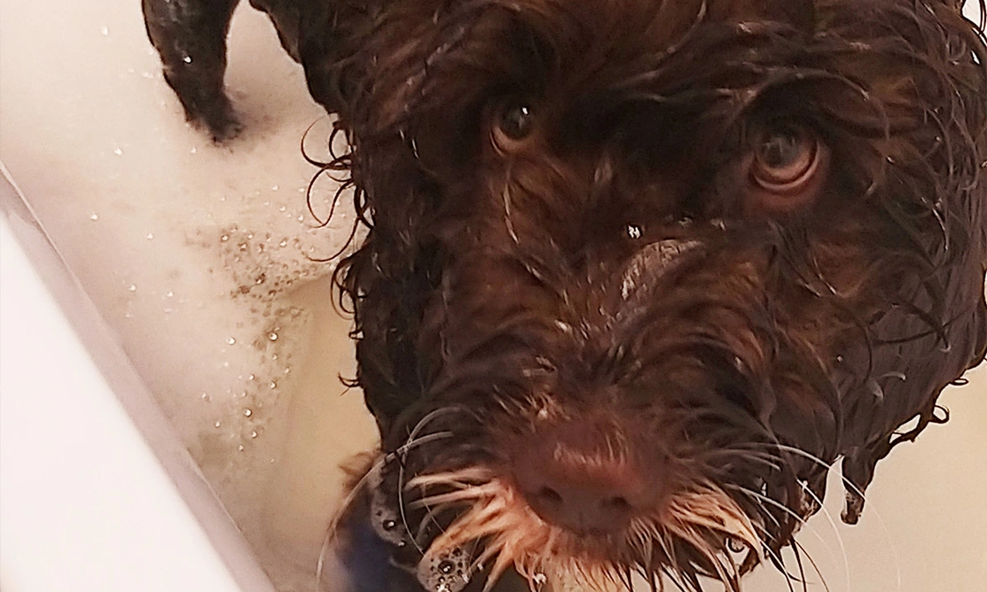 Brown Cockapoo puppy standing in soapy bath