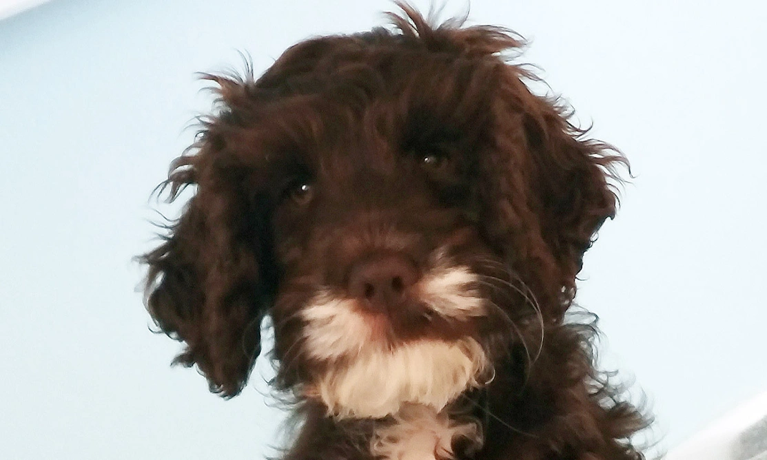 Fluffy brown Cockapoo with white chin