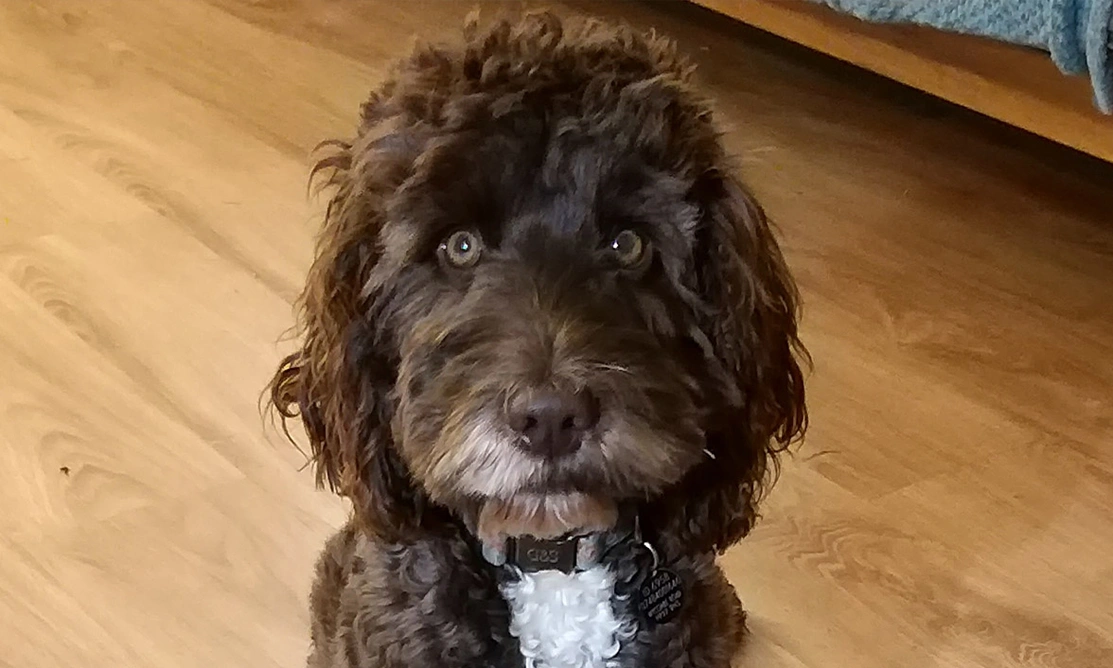 Fluffy Brown Cockapoo