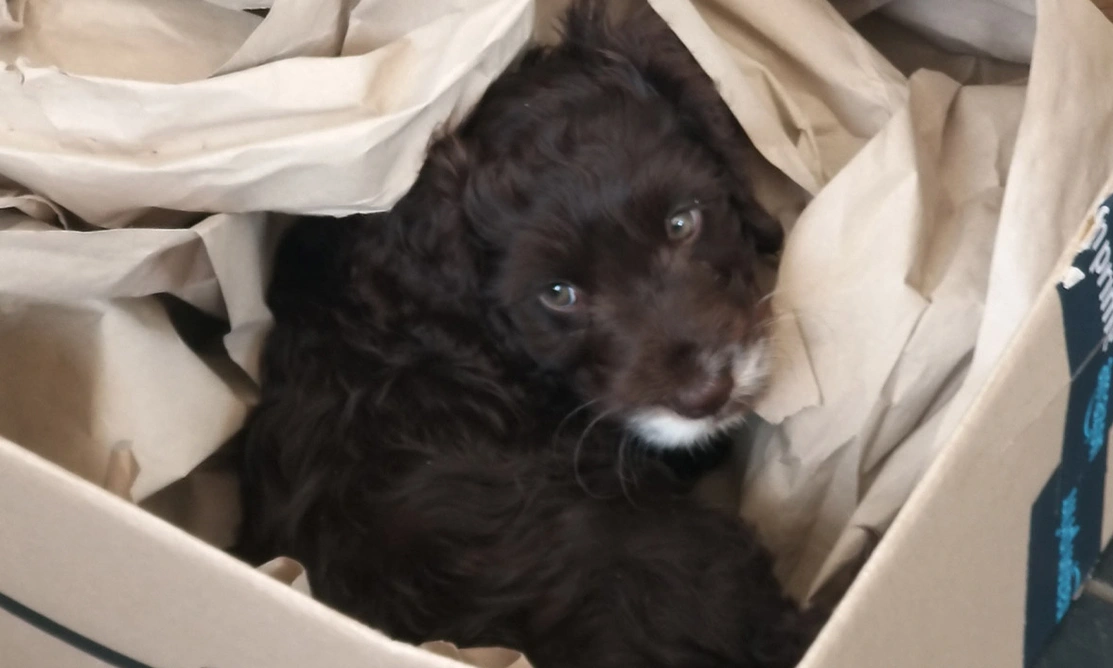 Brown Cockapoo puppy sitting in cardboard box