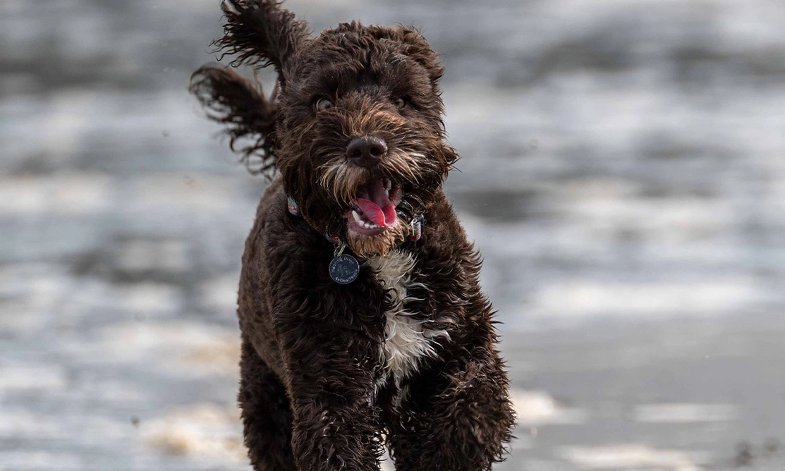 Brown Cockapoo running in the sea
