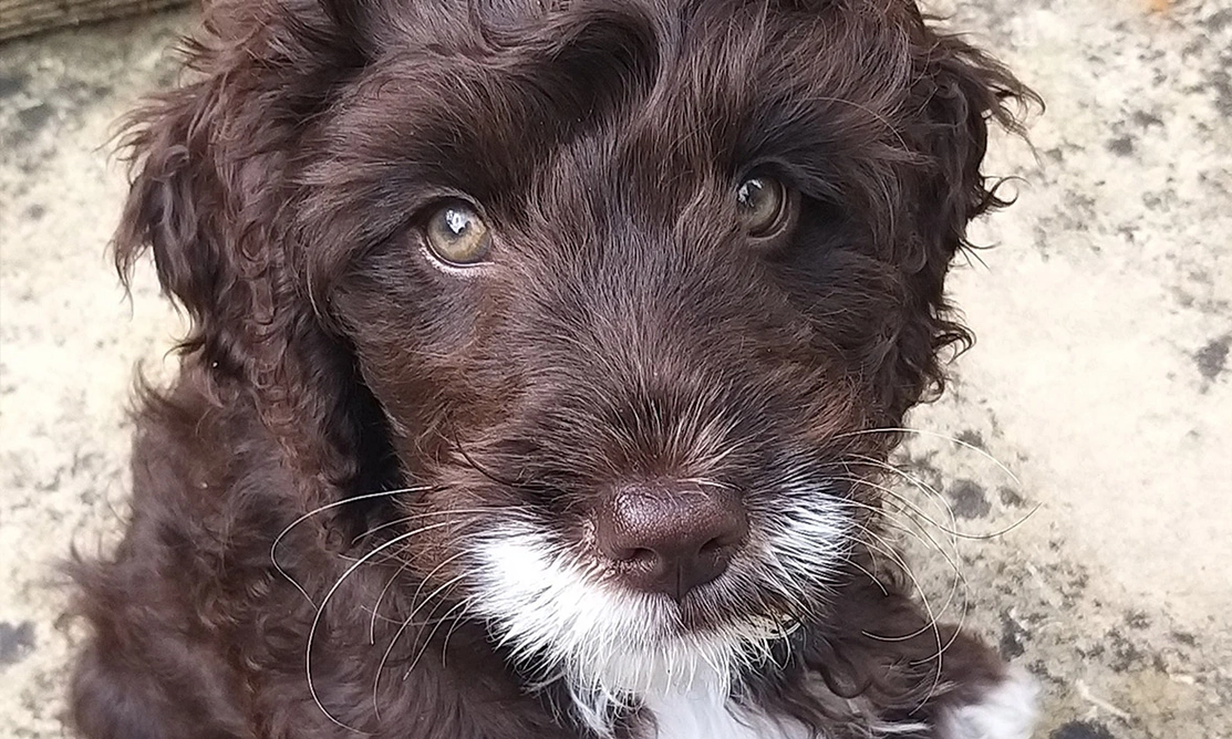 Brown Cockapoo with a white chin