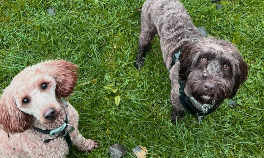 Apricot Poodle sitting next to brown Cockapoo on grass