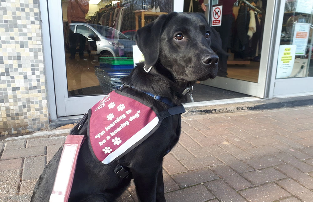 A labrador sitting calmly and patiently on a high street outside a shop