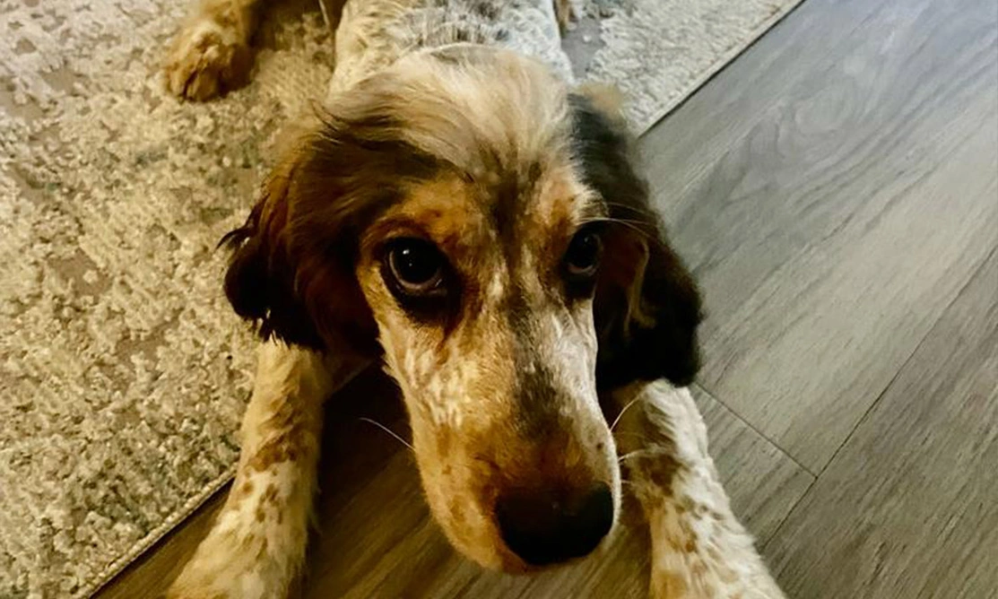 Sable spaniel laying down on mat