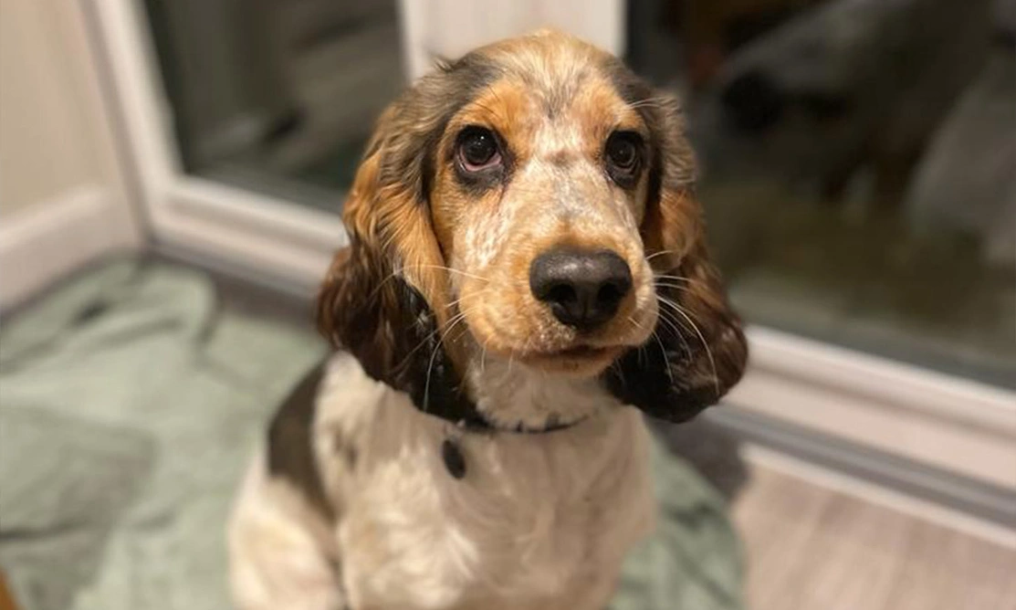 Sable spaniel sitting