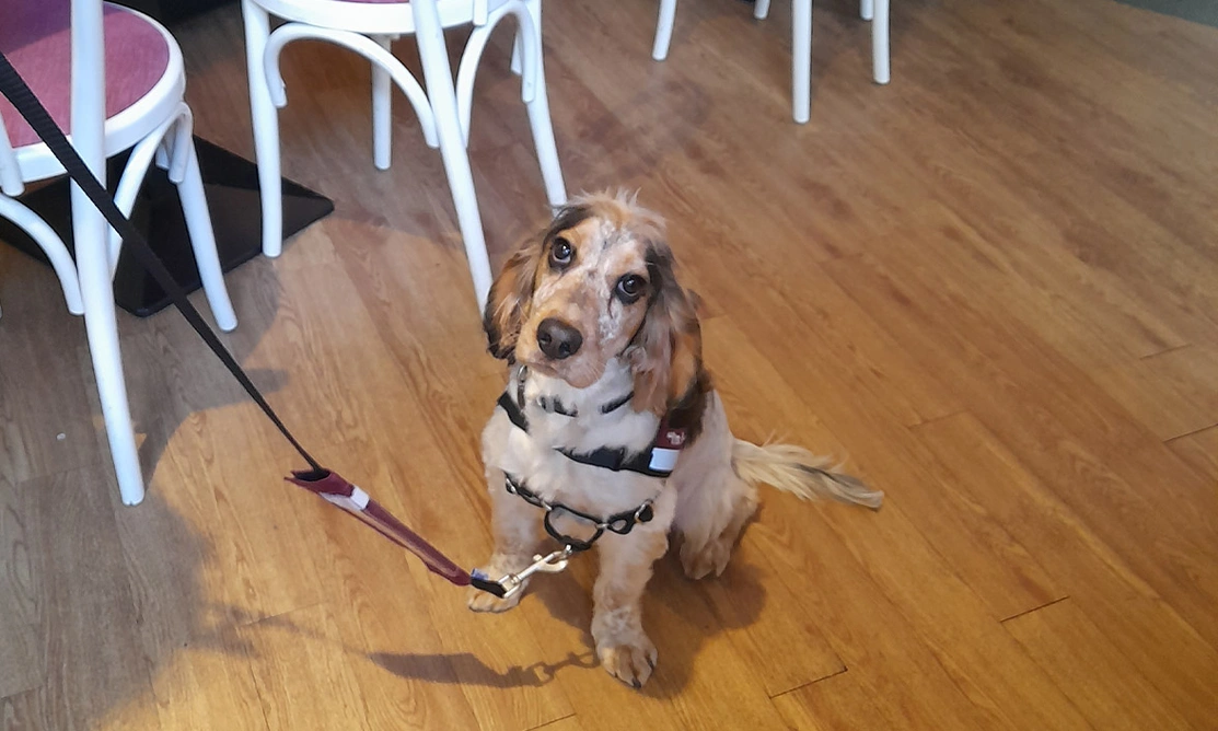 Sable Spaniel sitting in cafe