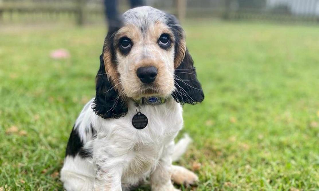 Sable Spaniel sitting on grass