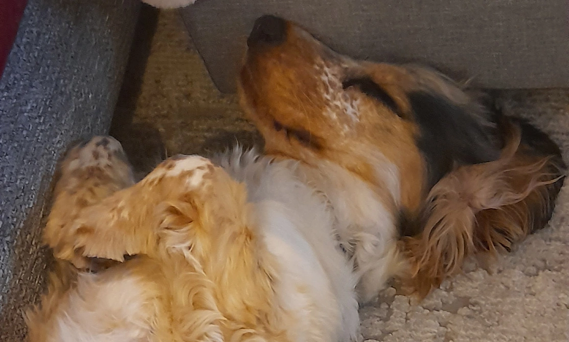 Sable spaniel sleeping on back