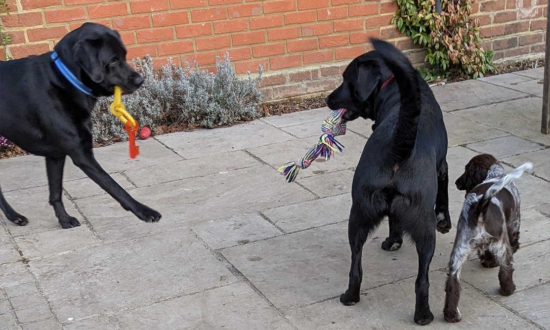 2 black Labradors playing with chocolate roan spaniel