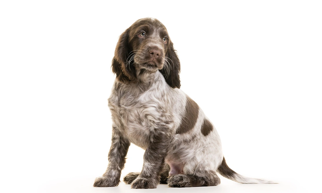 Chocolate roan spaniel sitting on white background