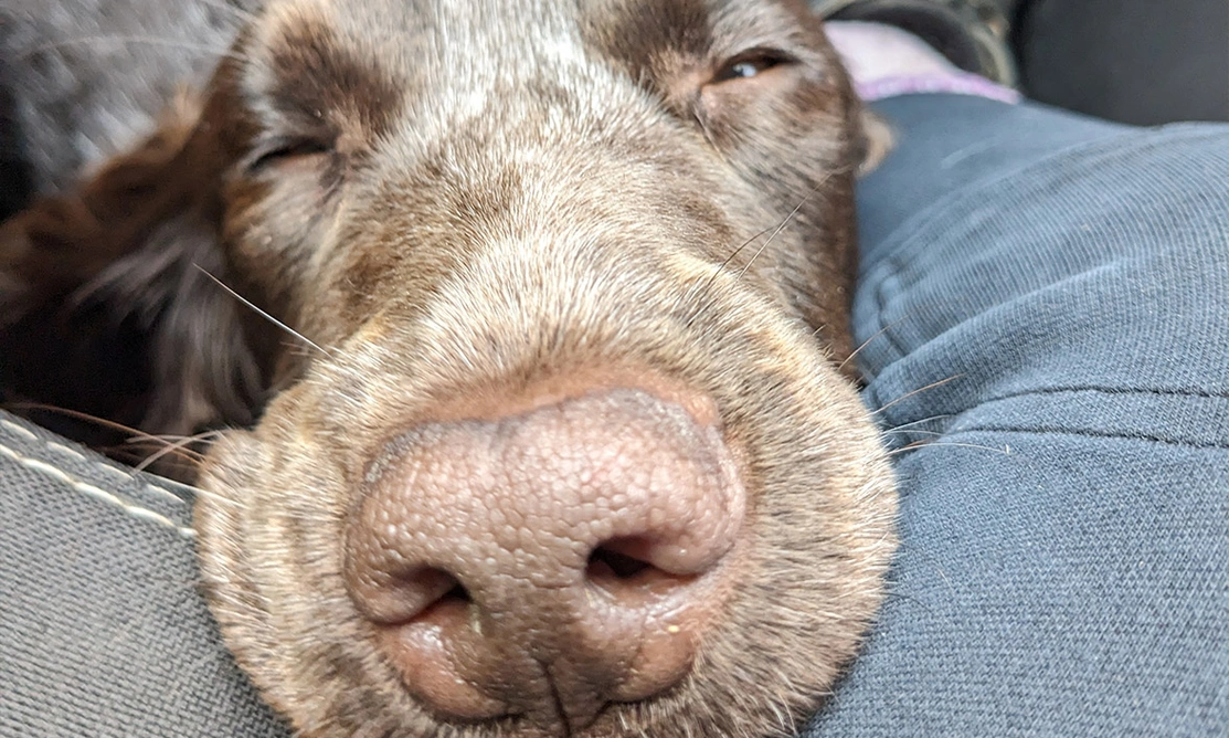 Closeup shot of a chocolate roan spaniel's nose