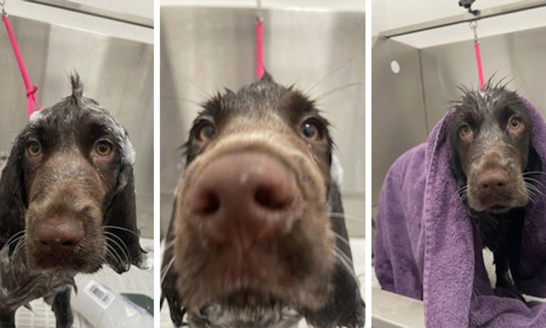 Chocolate roan spaniel looking very soggy