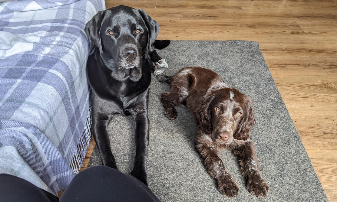 Black Labrador laying next to chocolate roan spaniel