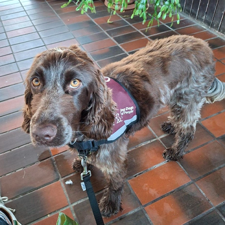 Chocolate roan spaniel in hearing dogs jacket