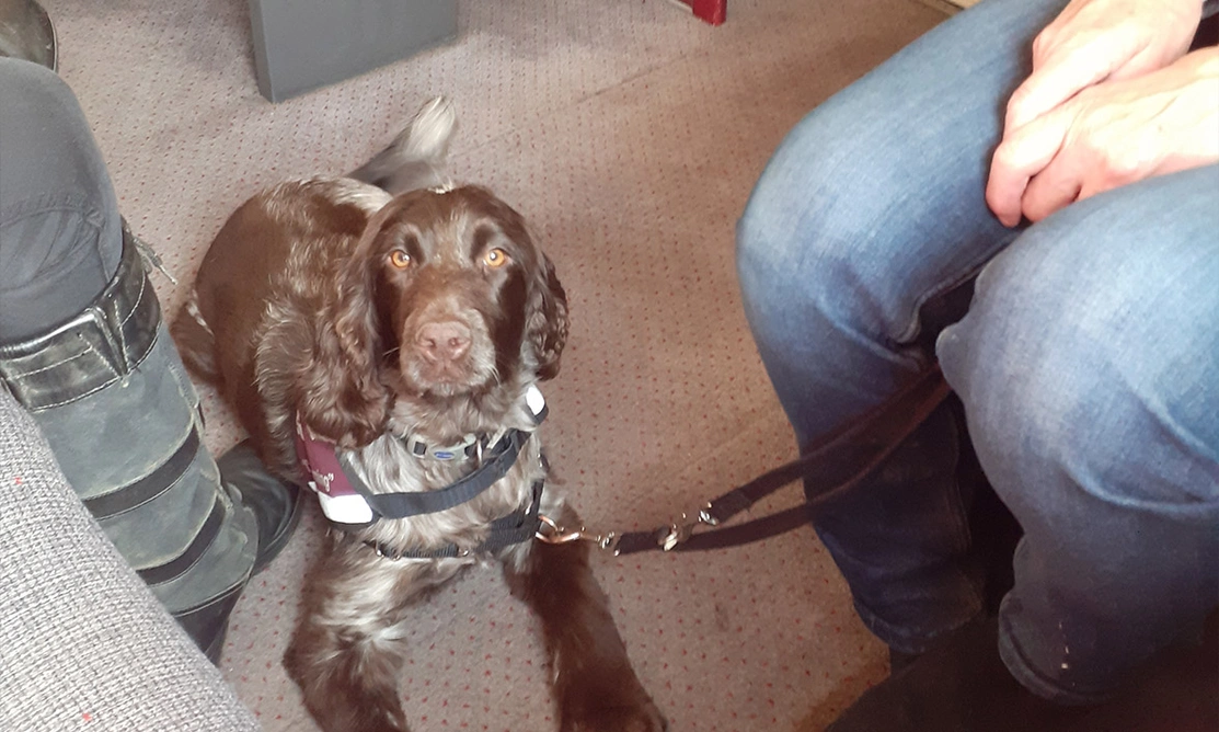 Chocolate roan spaniel settling on train