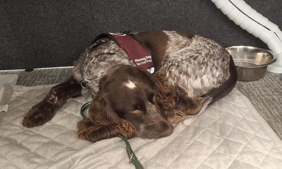 Chocolate roan spaniel laying on mat