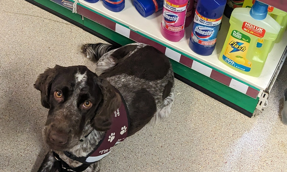 Chocolate roan spaniel settling in supermarket