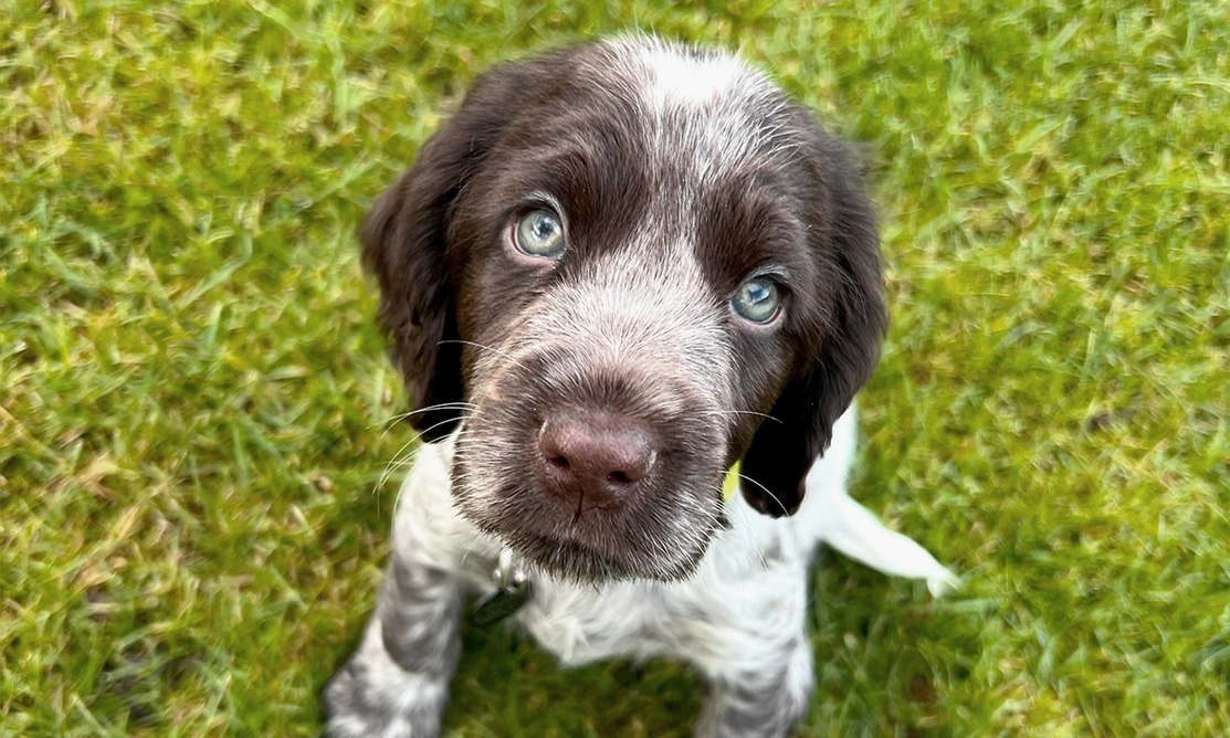 Chocolate roan spaniel puppy sitting on grass