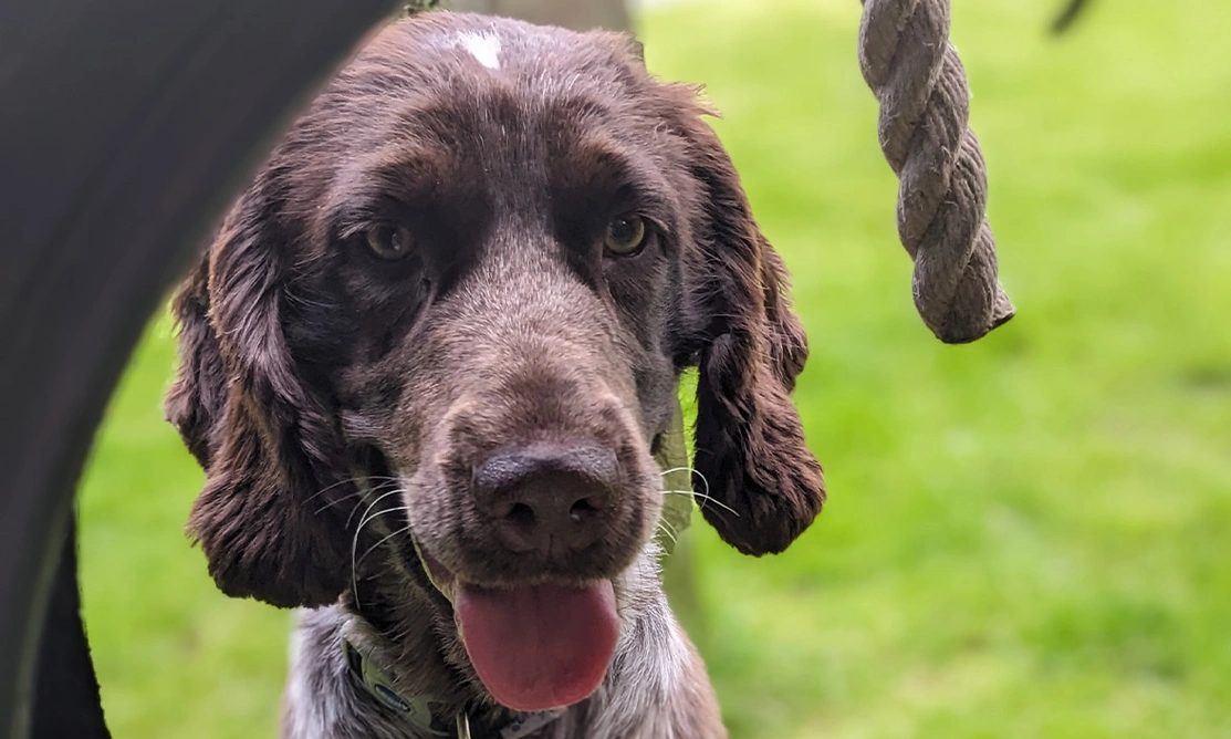 Chocolate roan spaniel looking through tyre