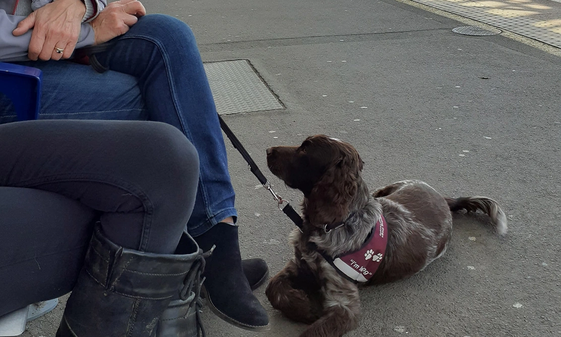Chocolate roan spaniel settling on train platform
